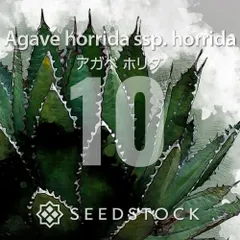 [種子] アガベ ホリダ 10粒｜SEEDSTOCKのサムネイル