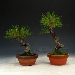 真柏盆栽 2鉢セット 1. 高さ約42cm。2. 高さ約38cm - メルカリ