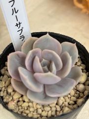 紅桃花×ラウイ 札付き ルイパパ - メルカリ