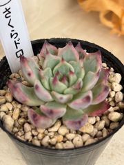韓国直送 ❁厳選♡レア苗❁ マジックチョコ エケベリア 多肉植物