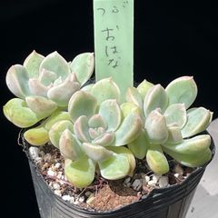 ジェイドバタフライ 抜き苗 エケベリア - メルカリ