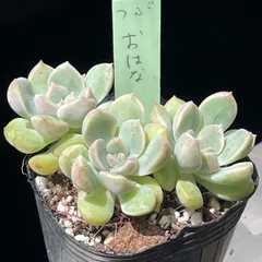 【現物・つぶつぶ屋名札付き】おはな♡むっちりで可愛いのサムネイル