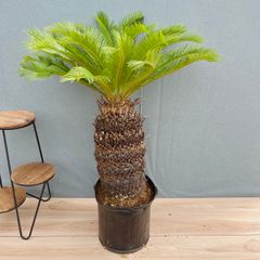 在庫］ピラミッドアジサイ 9号 植物 紫陽花 ノリウツギ 落葉低木