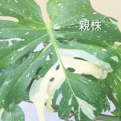 モンステラ　斑入　3号ポット植付けしっかり発根済　タイコンステレーションのサムネイル