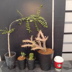 珍奇植物 コミフォラ・エルランゲリアナ／cf. エリトラエア 鉢のまま