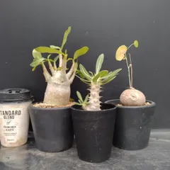 2026年最新】塊根植物 セットの人気アイテム - メルカリ