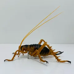 【飾磨店】 中古 D賞『ジャイアント・ウェタ』フィギュア「LIFEwithINSECT/一番くじ昆虫」のサムネイル