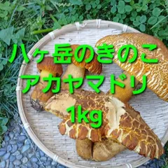 天然きのこ7　訳ありアカヤマドリ1kg　おまけ付きのサムネイル