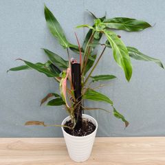 在庫］ピラミッドアジサイ 9号 植物 紫陽花 ノリウツギ 落葉低木