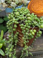 多肉植物 グリーンネックレスのカット苗 - メルカリ