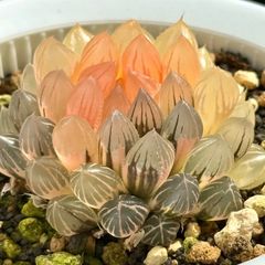 さ*️様 紫王オブツーサ錦 親株 超美株 ハオルチア 観葉植物 80 - メルカリ
