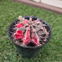 サボテン　ギムノカリキウム属　緋牡丹錦のサムネイル