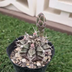 サボテン　ギムノカリキウム属　牡丹玉のサムネイル