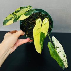 ビレッタエ 斑入り　ねこチップ　潤流 ビレッタエ 斑入り ねこチップ 潤流 - メルカリ