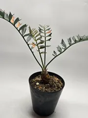 エンセファラルトス ホリダス 鉢上25cm !塊茎3cm！国内フラッシュ！！Encephalartos horridus no3 美ブルーリーフ！のサムネイル