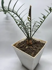 エンセファラルトス ホリダス 鉢上32cm !塊茎3.7cm！国内フラッシュ！！Encephalartos horridus no6-m 美ブルーリーフ！のサムネイル