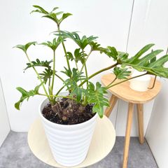 美品◎】 再入荷 根上がり セローム 7号サイズ - メルカリ