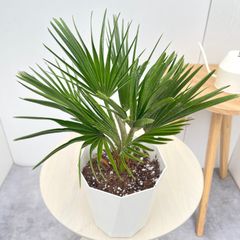 クロトン【現品】観葉植物 カラーリーフ 室内 大型 - メルカリ