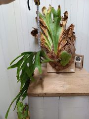 P. wallichii (Phetchabun.Thailand)ワリチー - メルカリ