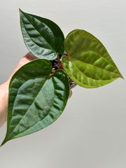 年*ー様 Anthurium Miss Freckles✖️RVDP（斑入り) - メルカリ