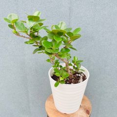 在庫］ピラミッドアジサイ 9号 植物 紫陽花 ノリウツギ 落葉低木