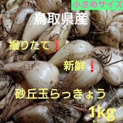 初物 鳥取砂丘らっきょう 1kg 農薬不使用 - メルカリ