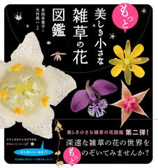 岡田史子 作品集 1 赤い蔓草 2 ほんのすこしの水 初版 帯付き NTT出版