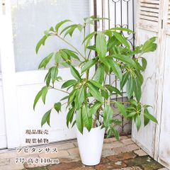 超逸品。常緑ヤマボウシ ホンコンエンシス大株立ち1.6M(鉢底から