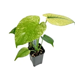 現品 厳選株 モンステラ ホワイトモンスター 3号 (WM23) 天津蘭 アーバンジャングル Monstera deliciosa White Monster 観葉植物のサムネイル