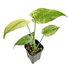 現品 厳選株 モンステラ ホワイトモンスター 3号 (WM24) 天津蘭 アーバンジャングル Monstera deliciosa White Monster 観葉植物のサムネイル