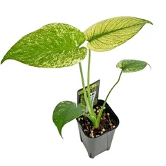 現品 厳選株 モンステラ ホワイトモンスター 3号 (WM21) 天津蘭 アーバンジャングル Monstera deliciosa White Monster 観葉植物のサムネイル