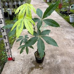 存在感の大株 ムサノノ 深い葉色 一点物 沖縄育ち 5号 - メルカリ