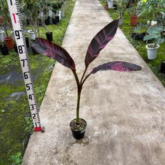 パキラ ミルキーウェイ×ムーンライトミックス 接木パラソル仕立て