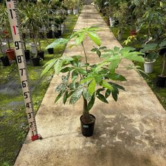 存在感の大株 ムサノノ 深い葉色 一点物 沖縄育ち 5号 - メルカリ