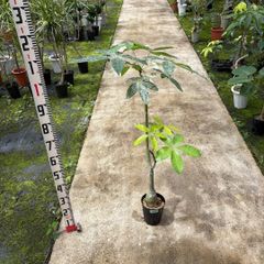 存在感の大株 ムサノノ 深い葉色 一点物 沖縄育ち 5号 - メルカリ