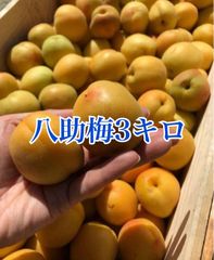 山形県産 幻の谷沢梅 追熟梅 3キロ 初熟青梅 梅干し 農薬不使用 梅仕事