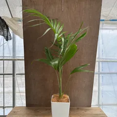 ユスラヤシ (キングパーム) 現品 プラ鉢 Archontphoenixalexandrae 観葉植物 観葉 植物 インテリア プレゼント おしゃれ かわいい グリーン リビング おうち時間 涼しげ ヤシ 南国のサムネイル