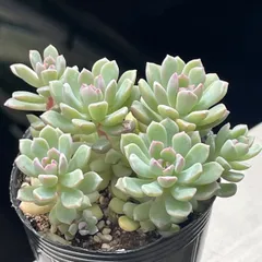 【現物・green_taniku名札付き】小梅♡つぶつぶ屋さん苗のサムネイル