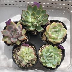 エケベリア5鉢セット（札付き) 現物・名札付き】♡エケベリア5苗セット - メルカリ