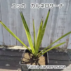 【鉢ごと発送】 8号鉢：ユッカ　カルネロサーナ　Yucca carnerosana  2026.7.8Yc1のサムネイル
