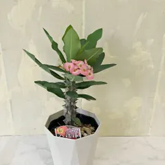 ハナキリン 八福神 3.5号鉢 高さ約20cm 多肉植物 観葉植物 縁起物 インテリア 育てやすい 花のサムネイル