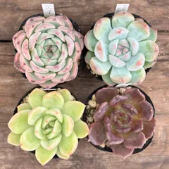 【7-6】多肉植物４点セット（現品限り）のサムネイル