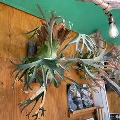 ビカクシダ　ペガサス中株　P.Pegasusのサムネイル