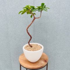 在庫］ピラミッドアジサイ 9号 植物 紫陽花 ノリウツギ 落葉低木
