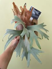 ビカクシダ P.veitchii 山採れ 子株 初出品 - メルカリ