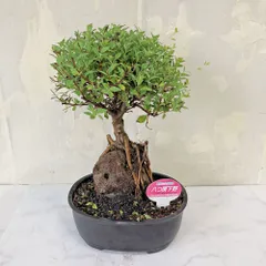 八房下野 ミニ盆栽 高さ約20cm ヤツフサシモツケ 盆栽 落葉 花もの 和風インテリア 縁起物のサムネイル