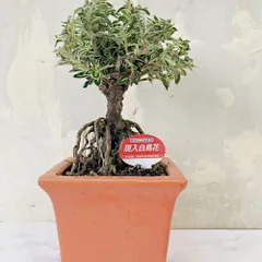 斑入りハクチョウゲ ミニ盆栽 花もの 盆栽 常緑 白い花 斑入り 和風インテリア 縁起物のサムネイル