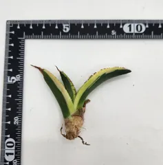 アガベ スナグルトゥース カット苗 現品 発根管理中のサムネイル
