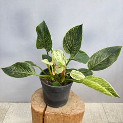 アグラオネマ ニティドゥム カーティシー 観葉植物 LEON レオン - メルカリ