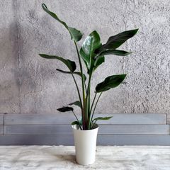 大型 美形 オリーブの木 シプレッシーノ 10号 テラコッタ鉢植え